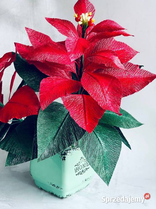 GWIAZDA BETLEJEMSKA Poinsecja w doniczce Zielona Góra
