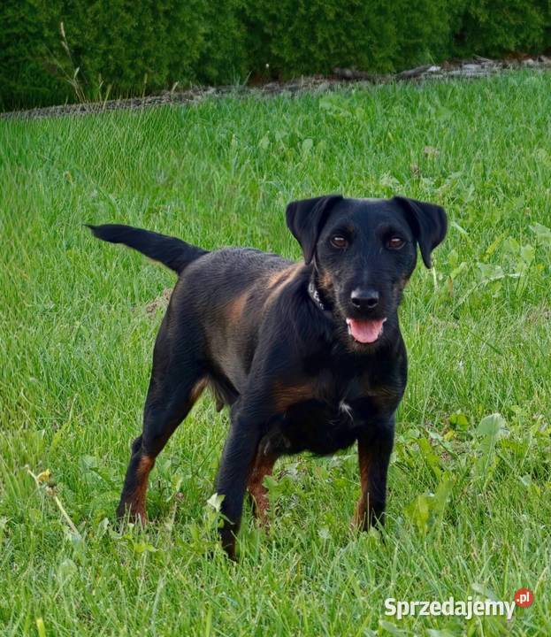 Terrier Niemiecki ZKwP łódzkie Sieradz