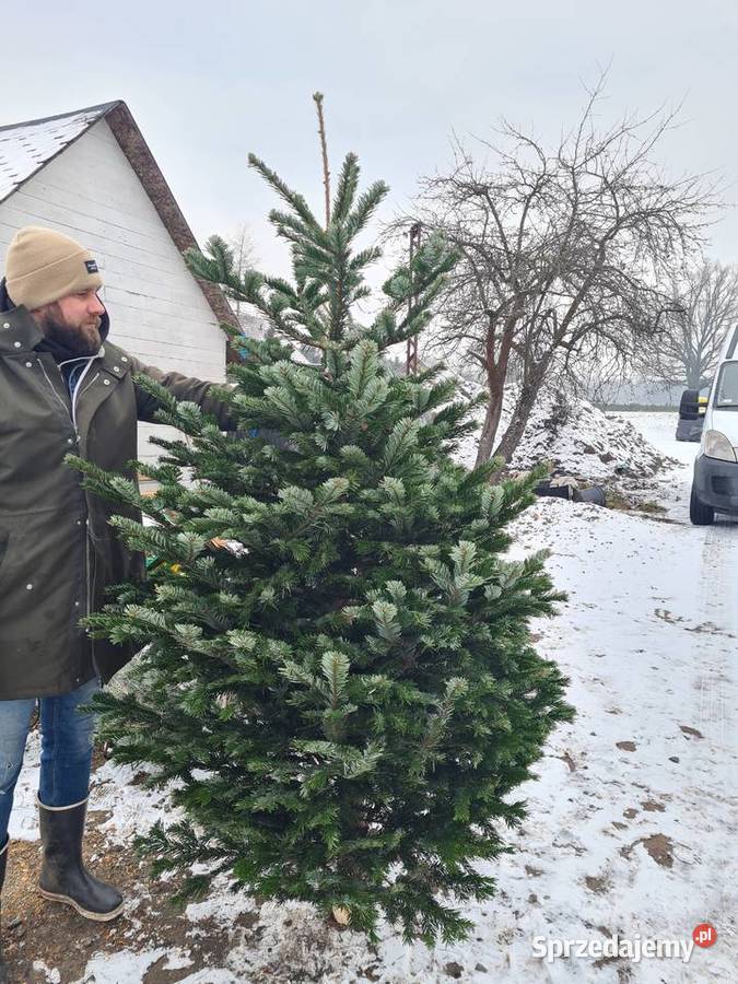 CHOINKA Świerk srebrny 80100 Szkółka Producent