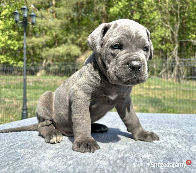 Szczeniaki Cane Corso ZKwP FCI Rezerwacja Gończyce