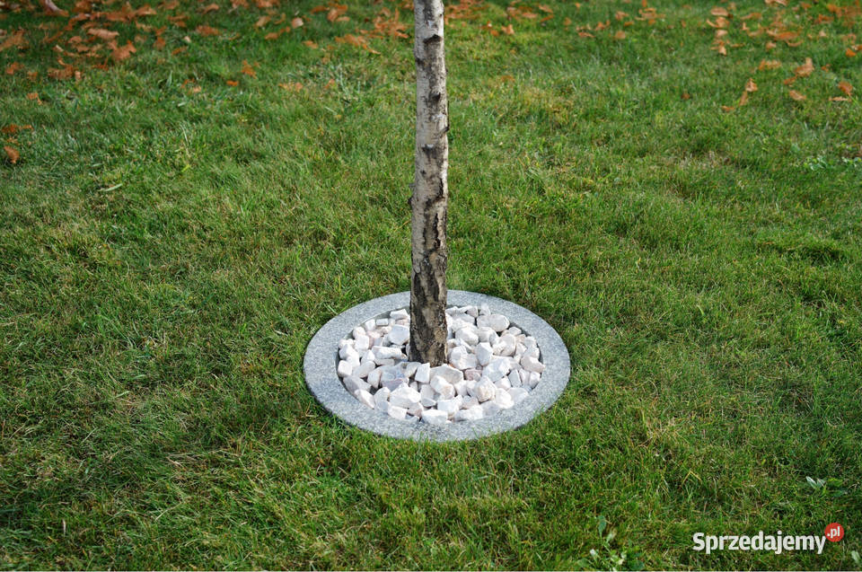 Obrzeże trawnikowe pod drzewa I krzew śr 50 Dębica