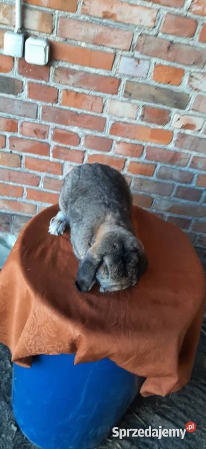 Samiec baran francuski szary