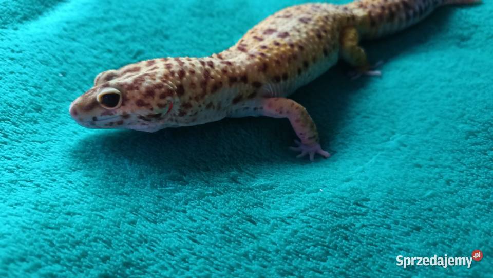 Gekon lamparci samiec 2letni Warszawa
