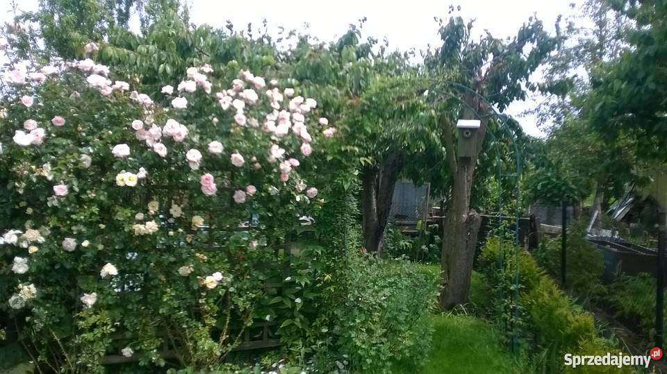 ogród działkowy ROD Szczecin Wyspa Pucka Dom i Ogród zachodniopomorskie