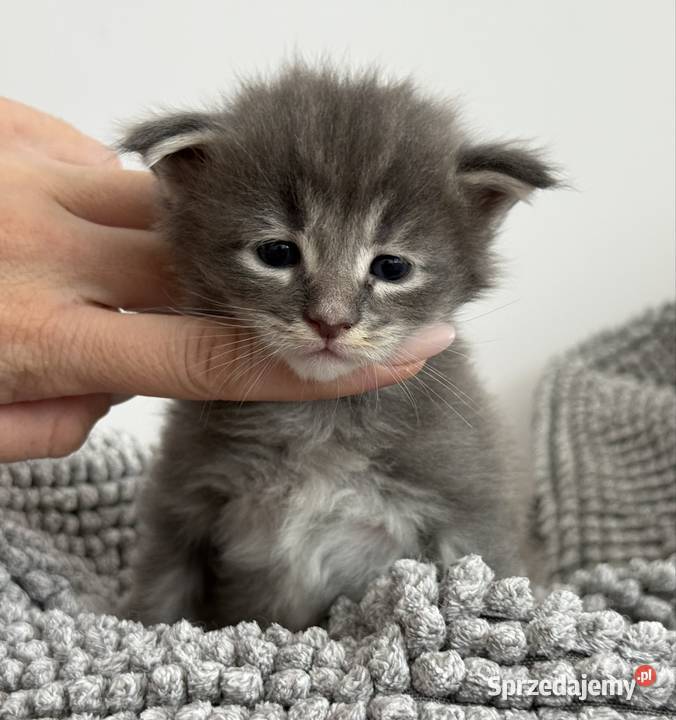 Kocięta Maine Coon do odbioru i rezerwacji