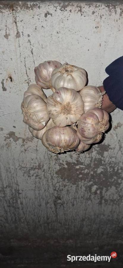 Czosnek harnaś 7 Produkcja roślinna