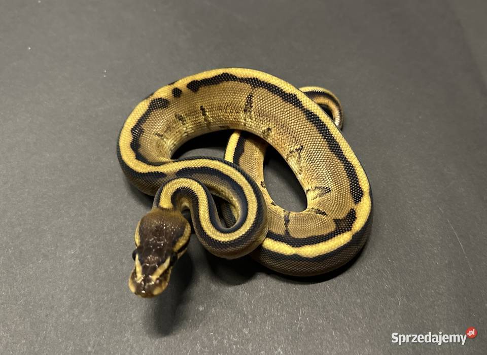 Pyton regius Genetic Stripe samiczka Bydgoszcz