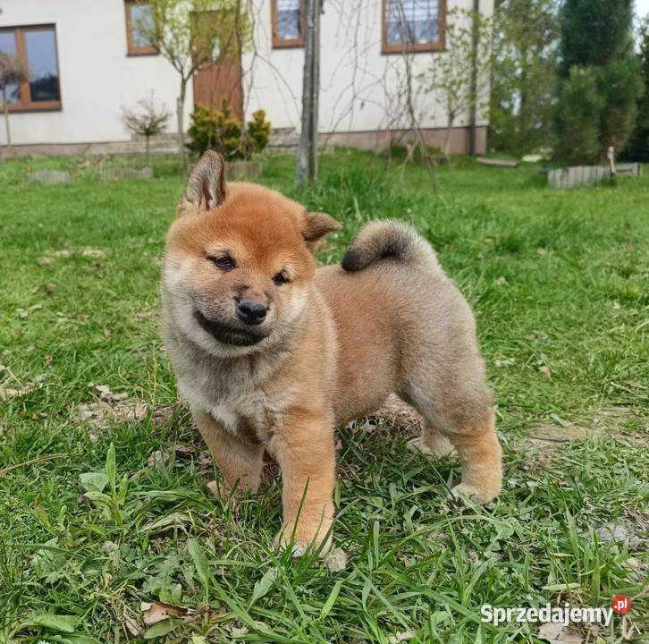 SHIBA INU Nowy miot przyjmujemy zamówienia Bychawka Trzecia