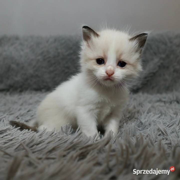 Ragdoll dwaj bracia bicolor Piorunówek