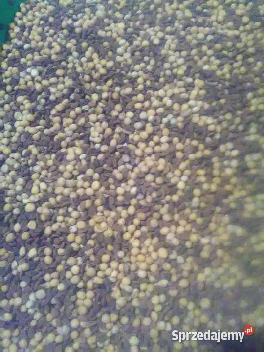 Gorczyca biała facelia poplon Janowo