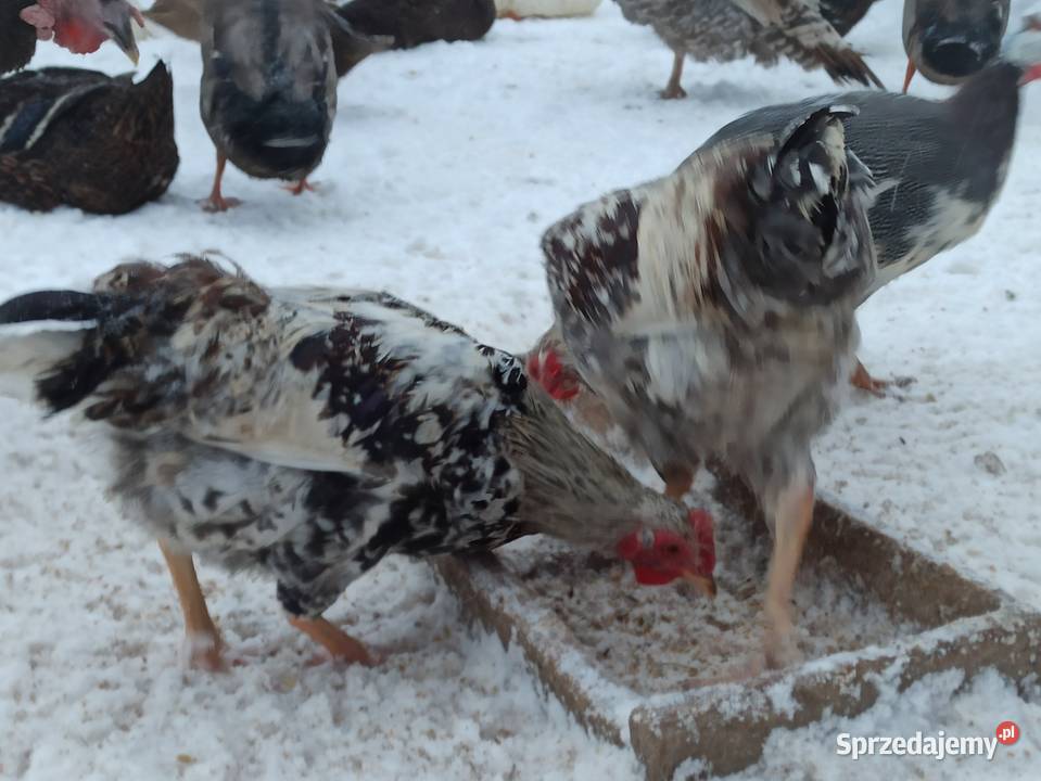 Koguty zargodowe i koguty liliputki Krasnystaw
