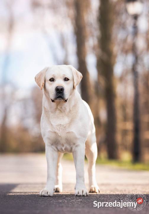 Labrador retriever ZKwPFCI szczeniak wolny Toruń