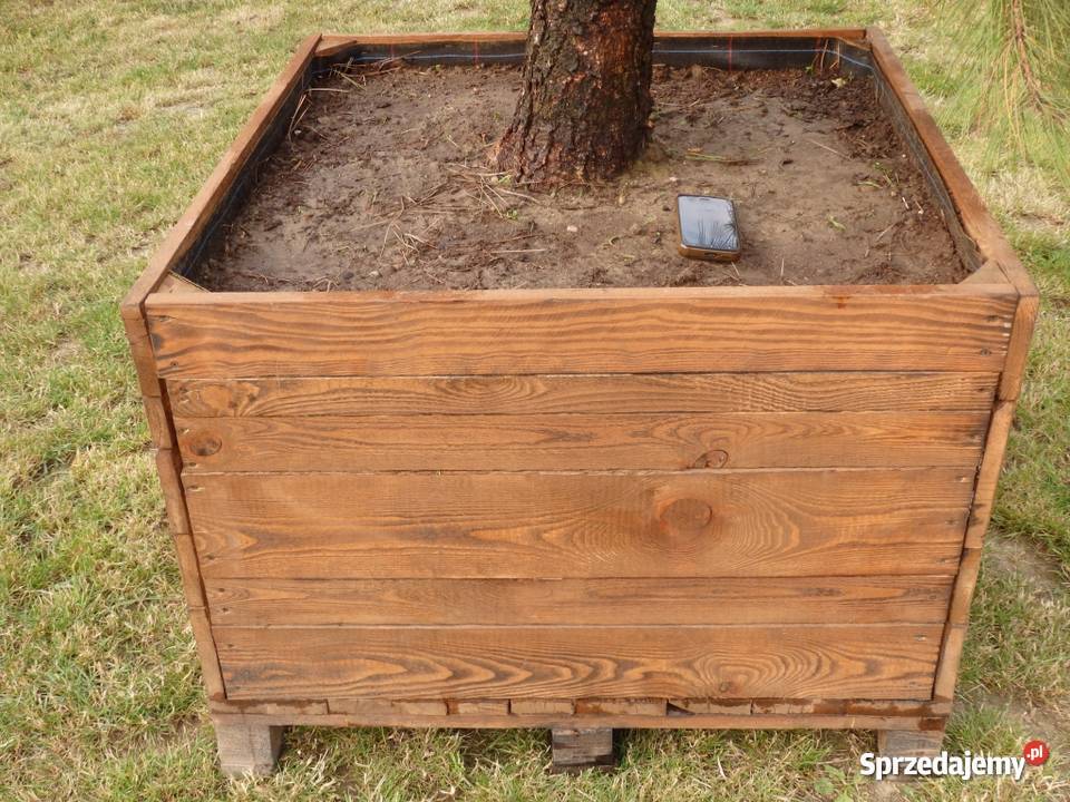 Drzewo Sosna żółta 45m w donicy 550L Iglaste łódzkie Skierniewice sprzedam