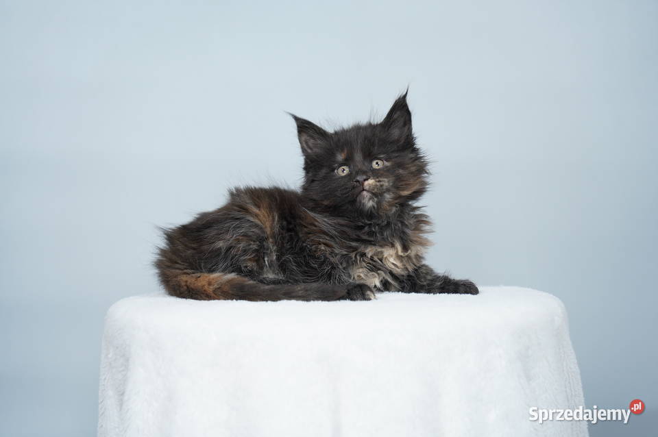 Kocięta Maine Coon wielkie koty Zwierzęta Kraków