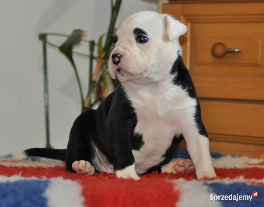 Amstaff zkwp FCI przepiękne suczki