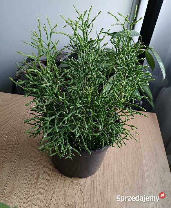 Hatiora salicornioides ładna duża sadzonka Częstochowa