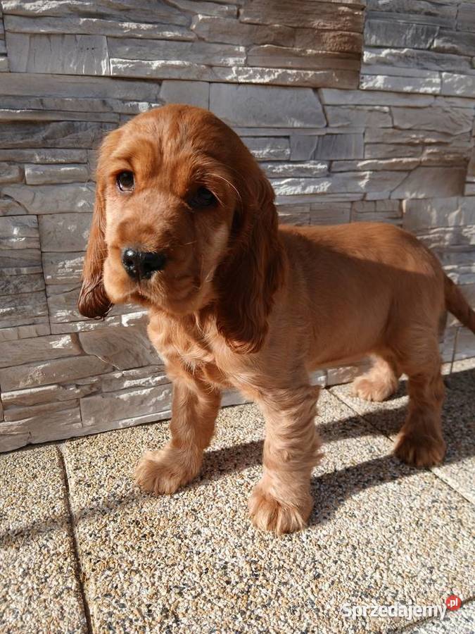 Cocker Spaniel Angielski sunia łódzkie Sieradz