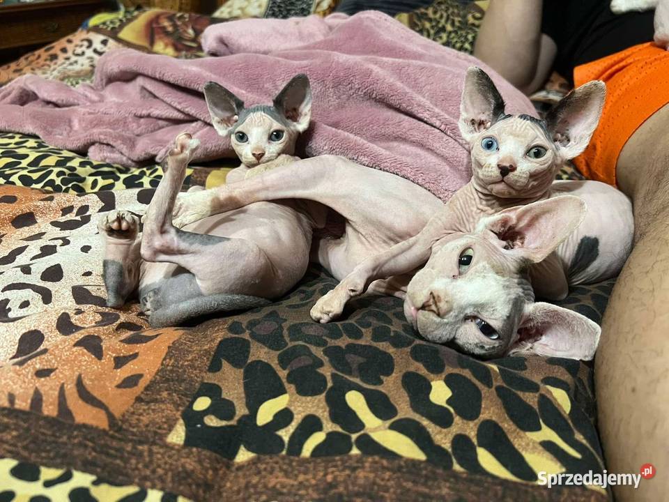 Sfinks sphynx kanadyjska piękna dziewczyna Sfinks małopolskie Kraków sprzedam