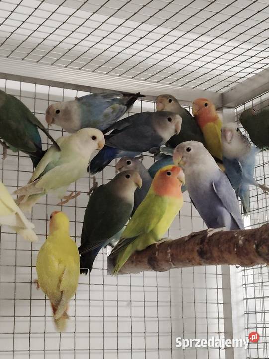 Nierozłączki czerwonoczelne Niepołomice