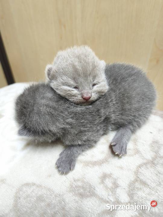 Kot brytyjski kocurki rodowód liliowy blue sprzedam