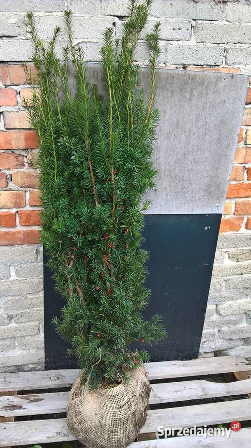 Cis Hicksii Szybkorosnący Żywopłot Mszczonów