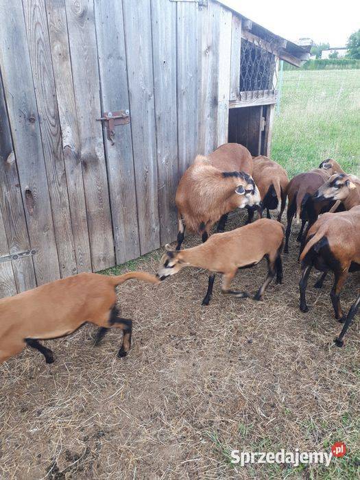 Owce kameruńskie barbados śląskie Wodzisław Śląski