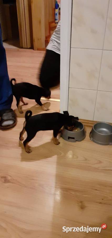 oddam w ręce szczenięta Raciążek