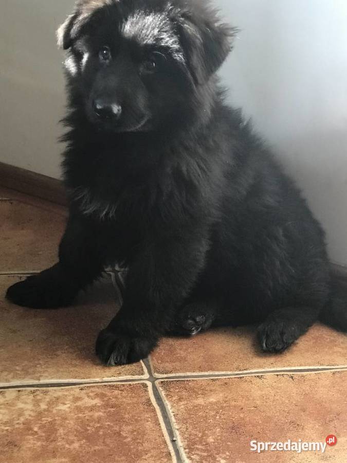 Owczarek niemiecki długowłosy potężne szczeniaki świętokrzyskie