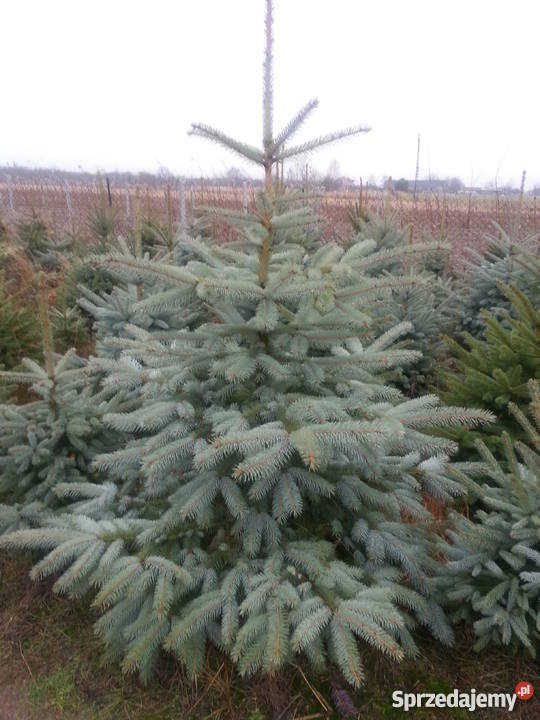 Świerk srebrny 80100 Szkółka Producent łódzkie Rydzyny