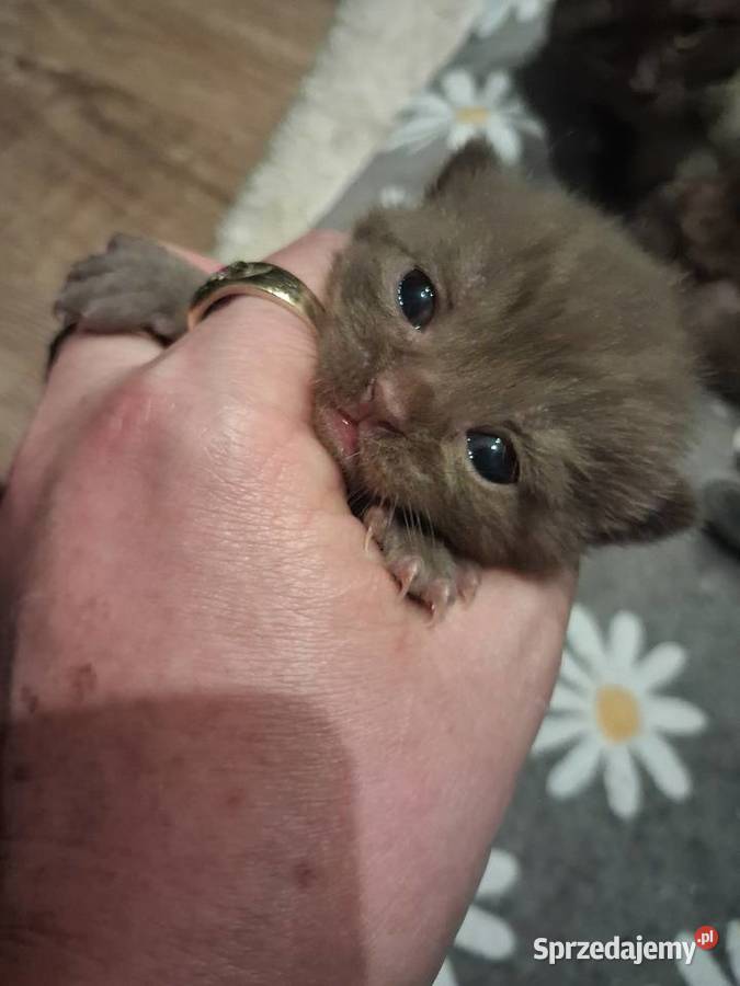 Kotki brytyjskie krótko wlose Miasteczko Śląskie