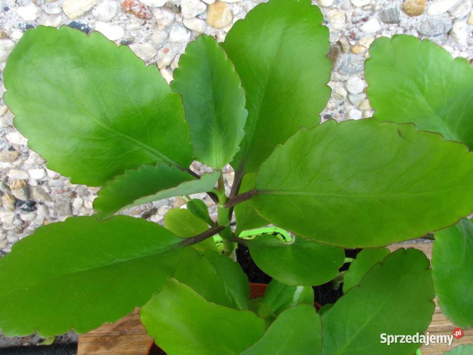 Żyworódka Pierzasta Kalanchoe Pinnata lecznicza Milanówek
