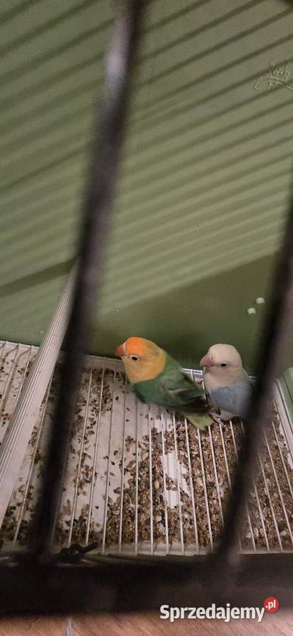 Para lęgowa nierozłączek dilute mazowieckie Warszawa