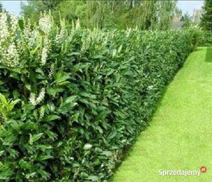 C5 LAUROWIŚNIA WSCHODNIA CAUCASICA 6080 Miedźna