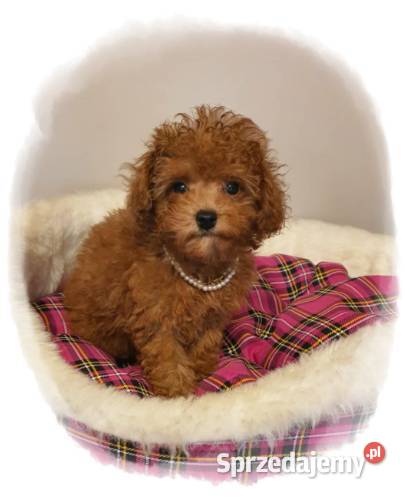 Malutki pudelek red Teddy 100 Toy Pozostałe Częstochowa sprzedam