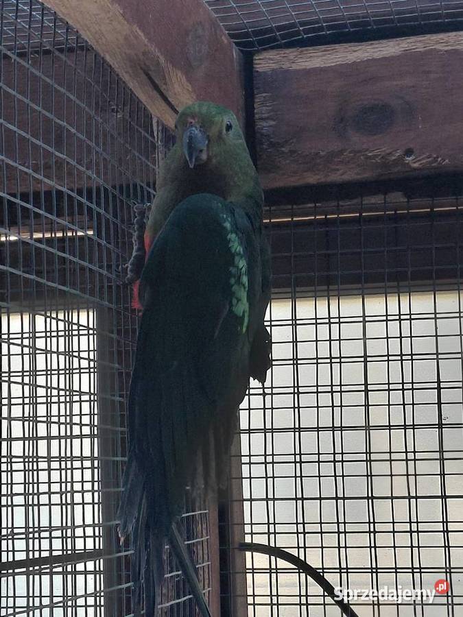 Szkarłatka Królewska Zwierzęta Nakło nad Notecią