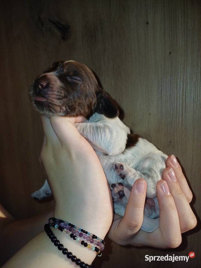 Płochacz niemiecki szczeniaki Gostyń