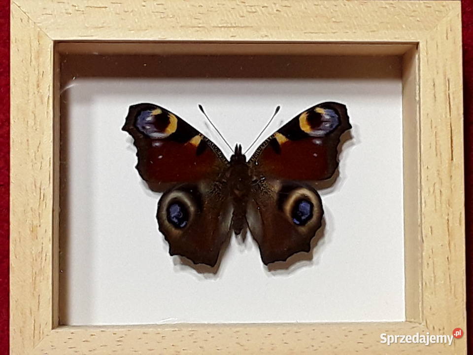 Motyl w ramce 10 x 8 Aglais io Rusałka pawik Szczecin