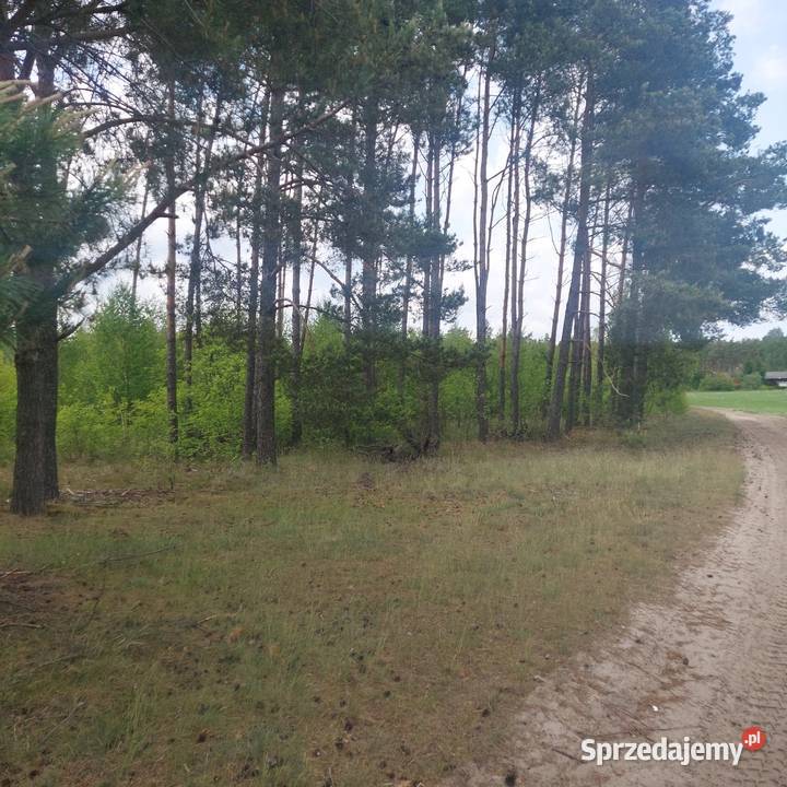 Las grunt leśny Czersk sprzedam