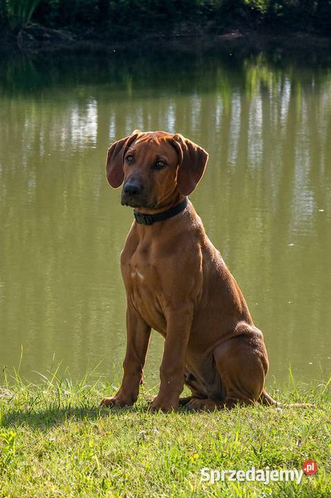 Szczenięta rhodesian ridgeback rodowodowe ZKwP Rzeszów