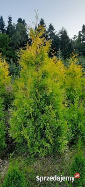 Thuja Szmaragd 80250 Tuja Szmaragd Tuja Brabant małopolskie Olszana