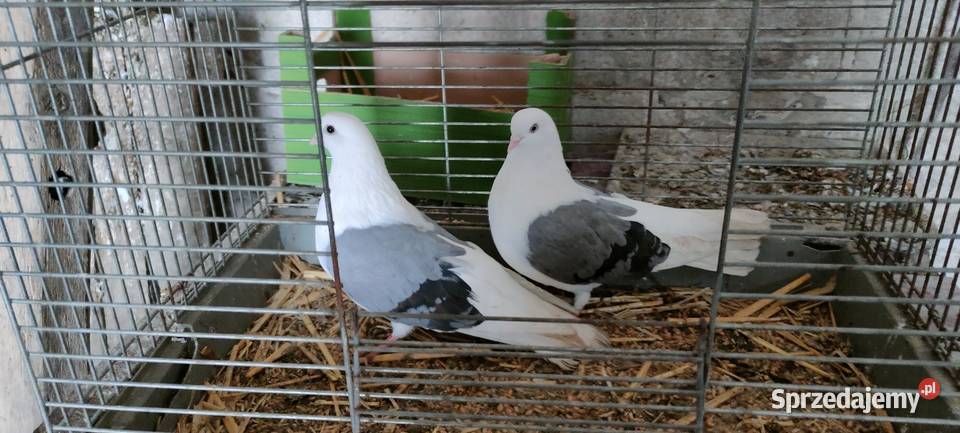 Orliki lubelskie siwe boki Tokarówka