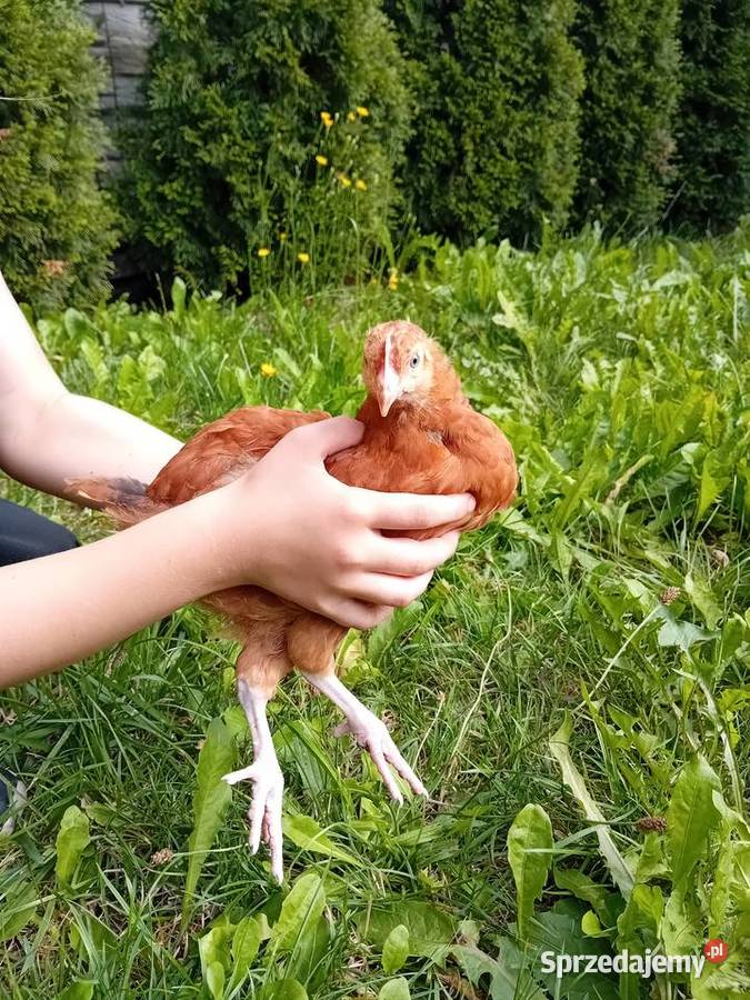 Kura kury Rosy naturalne ekologiczne 12 tygodni Drób i ptactwo Tarnowskie Góry