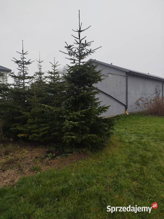 CHOINKI PIĘKNE JODŁY KAUKASKIE Z WŁASNEJ Wojszyce