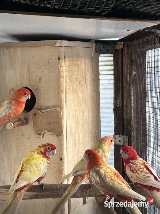 Rozele Królewska Pastel Ptaki Sztum sprzedam