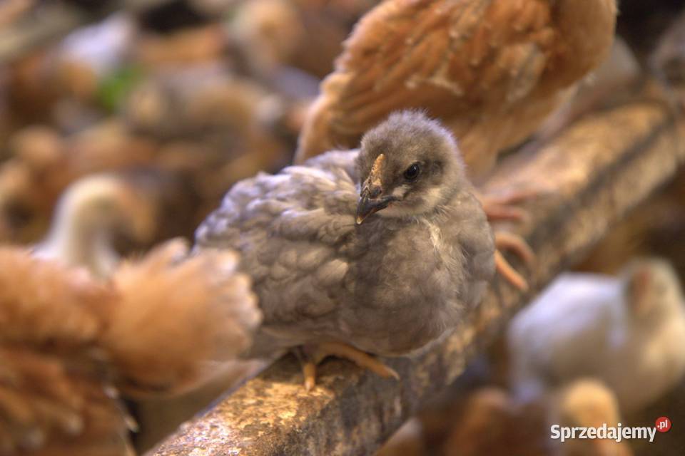 Kury nioski młode min Rosa Greenshell Darkshell śląskie Łaziska