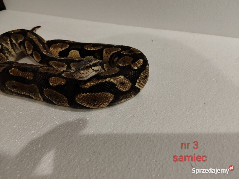 Węże regiusy śląskie Dąbrowa Górnicza