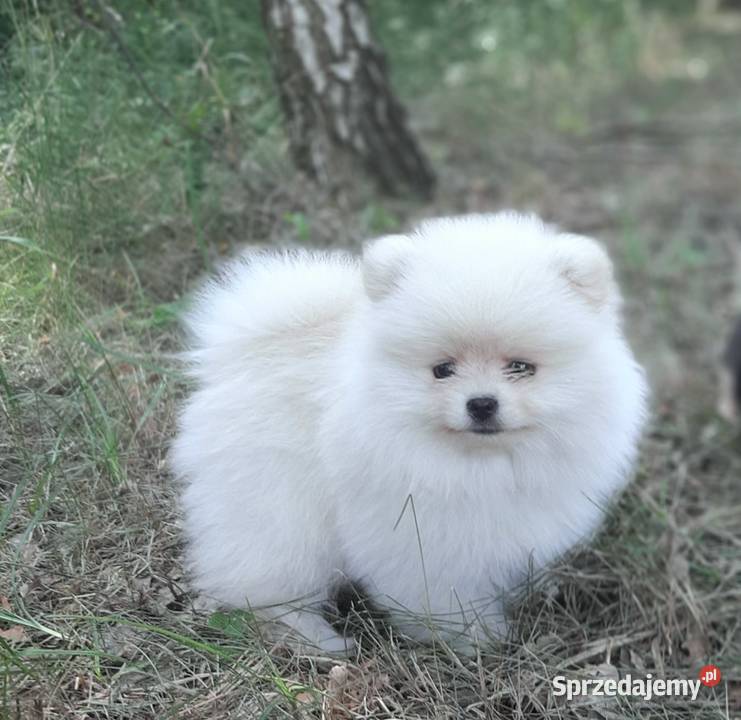 Szpic miniaturowy mega maleńki miś boo Pabianice sprzedam