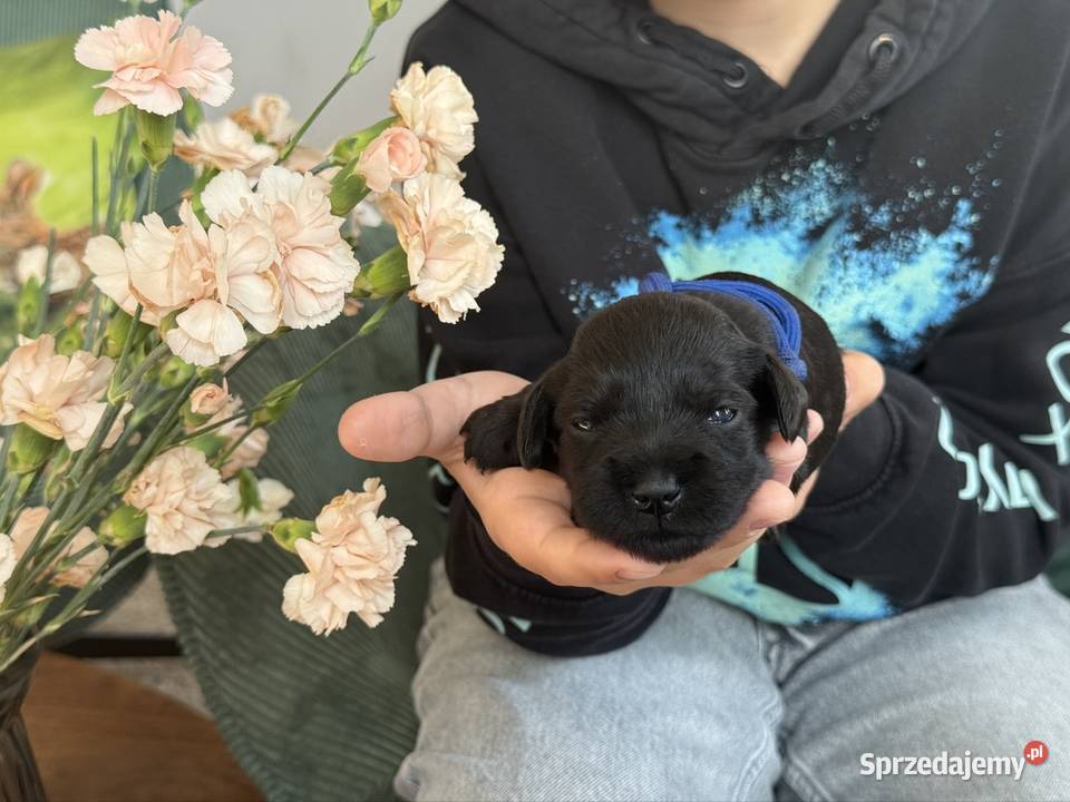 Sznaucer Miniaturowy Czarny szczenięta Sznaucer Licze