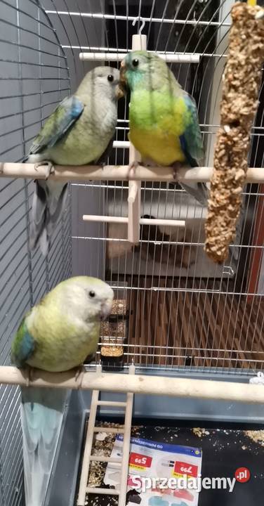 papuga świergotka Łódź