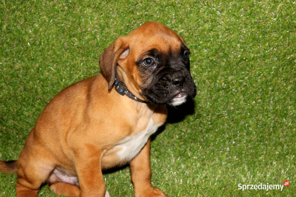 Szczeniak DRAGO Bokser z hodowli Family Bokser Łęczna